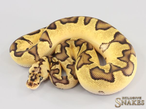 0.1 Pastel Enchi Clown het Desert Ghost 2023