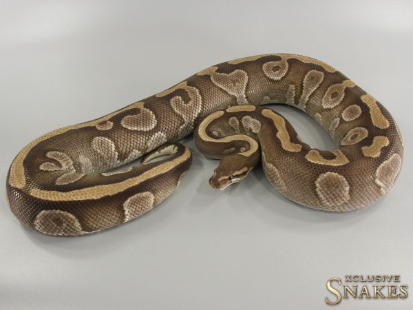 0.1 Mojave double het Desert Ghost Piebald 2015