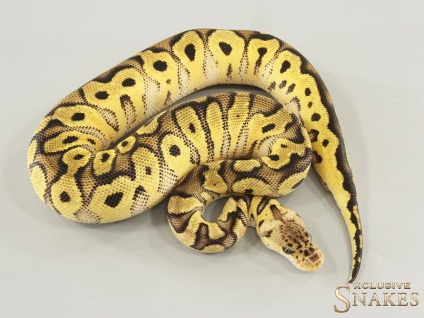0.1 Pastel Clown het Desert Ghost 2025
