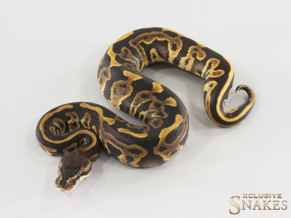 0.1 Redhead Leopard Yellow Belly het Ultramel 2026