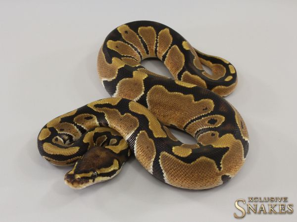 0.1 Triple het Candy Clown Piebald 2023