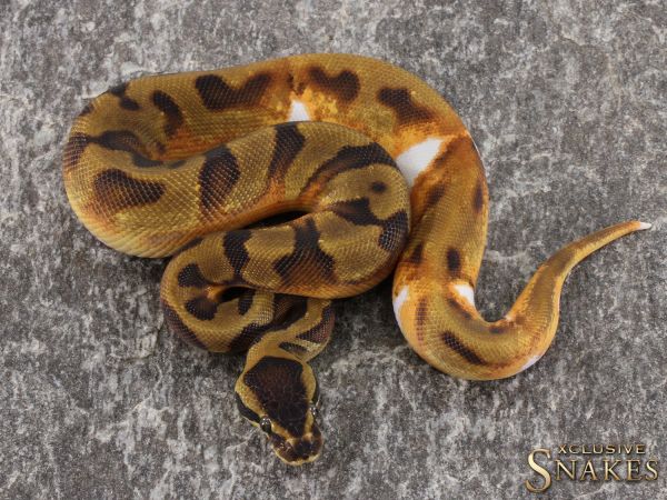 0.1 Enchi Piebald het Lavender 2021