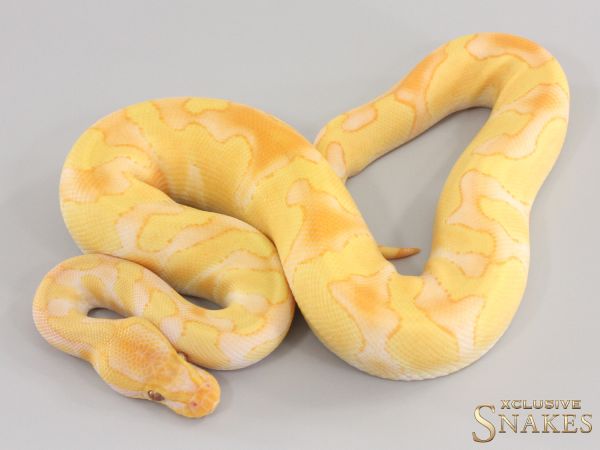 1.0 Enchi Lavender het Piebald 2023