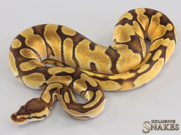 0.1 Enchi Orange Dream Red Stripe double het Hypo Piebald 2023