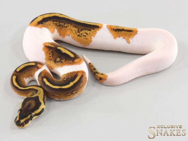 0.1 Red Stripe Gravel Piebald double het Lavender Clown 2026