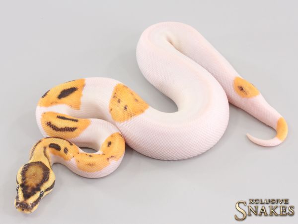 0.1 Fire Orange Dream Piebald het Clown 2023