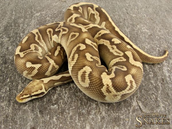 1.0 Pastel GHI Leopard Mojave het Clown 2017