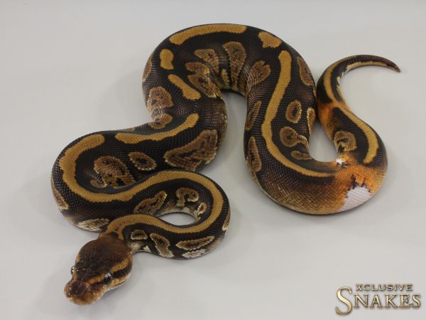 0.1 Copper Yellow Belly double het Lavender Piebald 2023