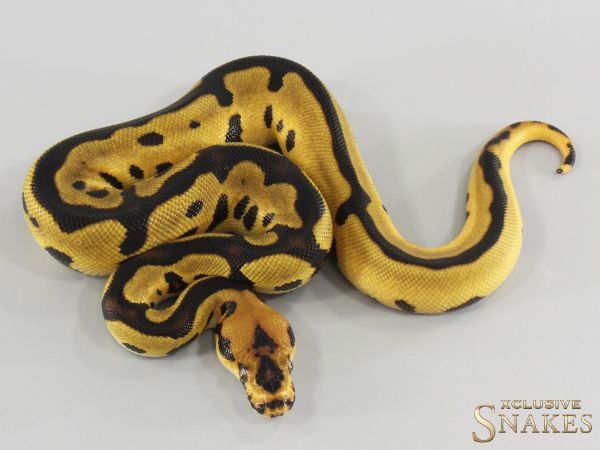1.0 Orange Dream Leopard Clown double het Lavender Piebald 2026