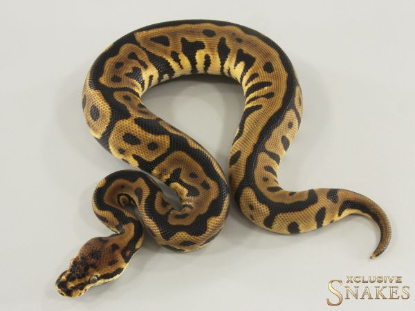 1.0 Spotnose Leopard double het Desert Ghost Clown 2025