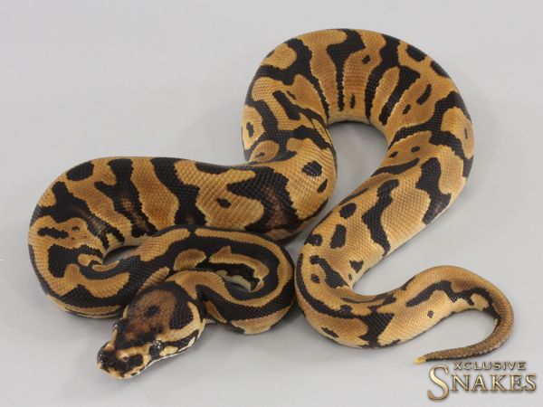 0.1 Orange Dream double het Hypo Piebald 2023