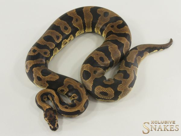 1.0 Confusion quad het Hypo Desert Ghost Clown Piebald 2024