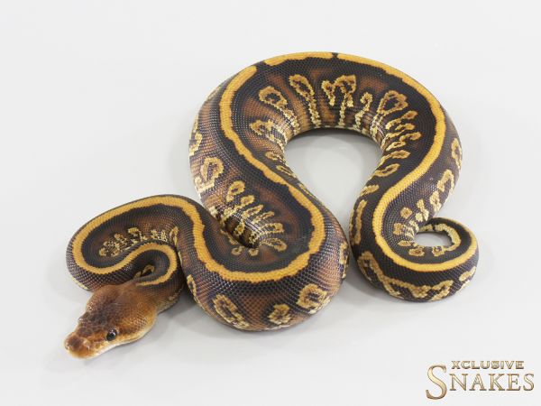 0.1 Cypress Copper Gravel double het Ultramel (A) Clown 2026