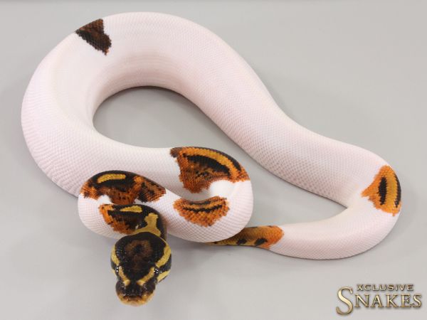 0.1 Yellow Belly Piebald 2023