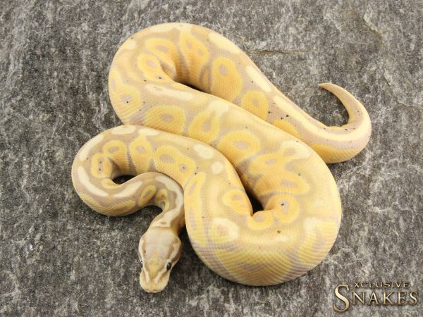 1.0 Pastel Het Red Axanthic Banana het Desert Ghost 2020