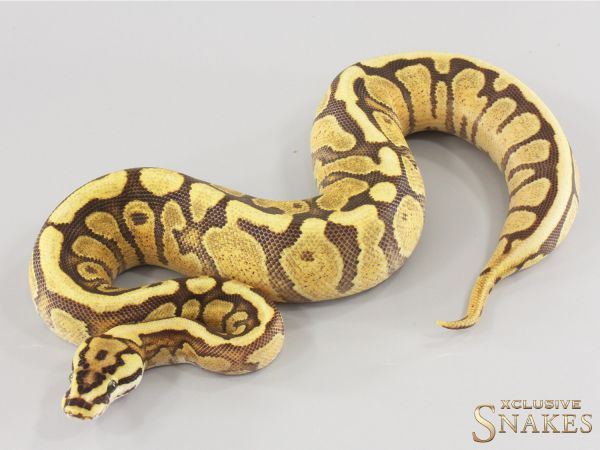 0.1 Spotnose Fire Redstripe het Clown 2025