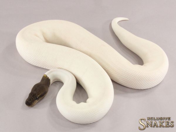 1.0 Pos Super GHI Mojave Piebald 2021