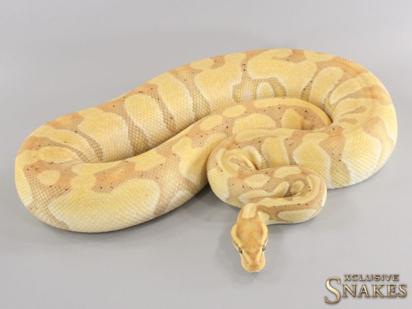 0.1 Enchi Banana het Desert Ghost 2020