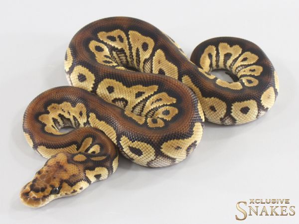 1.0 Het Red Axanthic Clown double het Hypo Desert Ghost 2026