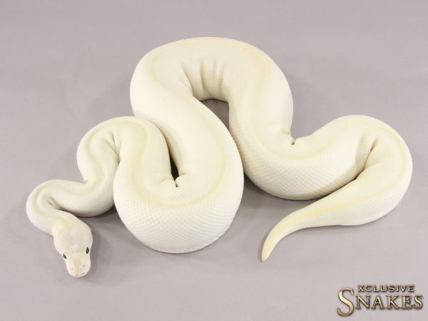 0.1 Ivory Pinstripe 2015 (2564g @12/2022)