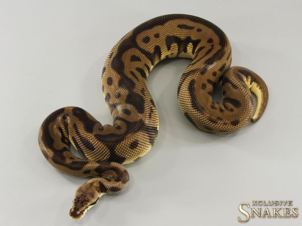 0.1 Mocha Pastel Leopard double het Cryptic Desert Ghost 2021 (1100g @03/2024)