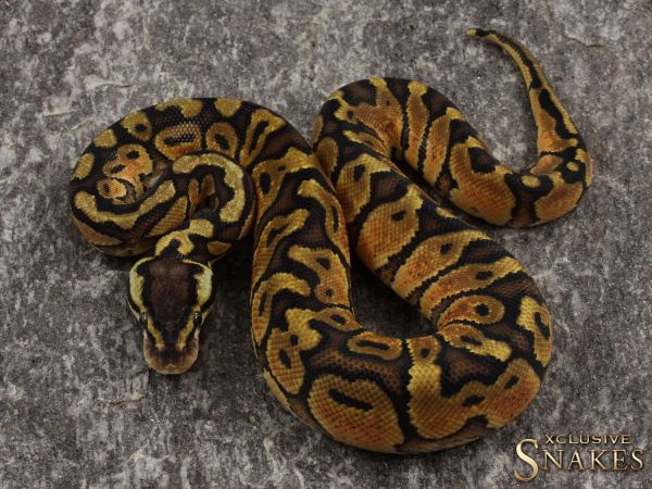 1.0 Pastel Red Stripe het Clown 2021