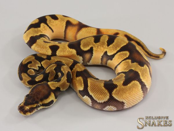 0.1 Enchi Orange Dream Yellow Belly double het Clown Piebald 2023