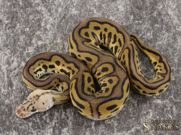 1.0 Pastel Leopard Clown het Desert Ghost 2021