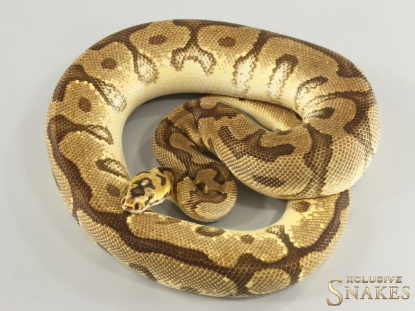 1.0 Enchi Spotnose Red Stripe Clown 2023
