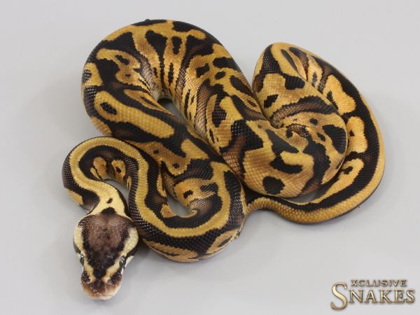 1.0 Pastel Red Stripe Leopard het Desert Ghost 2023