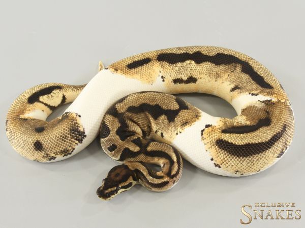 0.1 Orange Dream Piebald 66% het Axanthic 2023