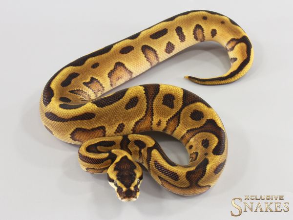 0.1 Gravel Enchi Leopard Red Stripe het Clown 2026