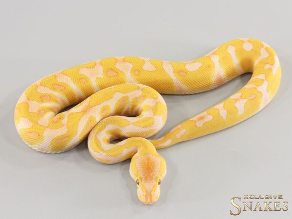 1.0 Enchi Lavender double het Clown Piebald 2026