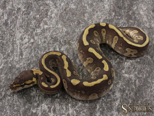 0.1 Red Stripe Mojave het Clown 2021