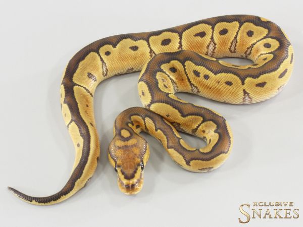 0.1 Hypo Clown 2026