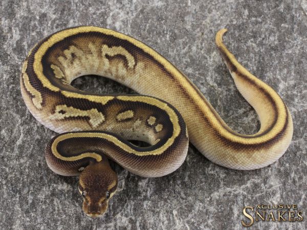 1.0 Orange Dream Mojave Copper het Piebald 2021