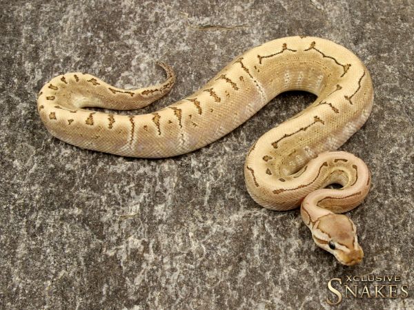 0.1 Bamboo Pinstripe het Desert Ghost 2019