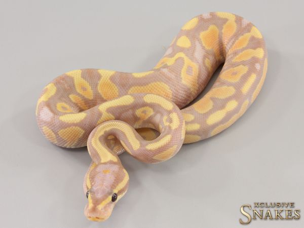 1.0 Banana Yellow Belly het Piebald 50% het Axanthic 2023