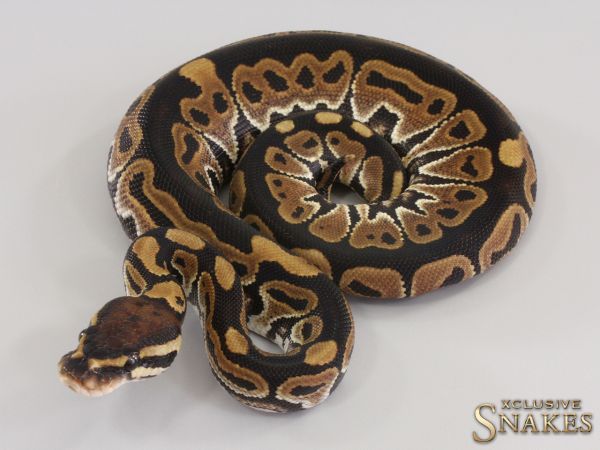 0.1 Het Red Axanthic triple het Hypo Desert Ghost Clown 2023