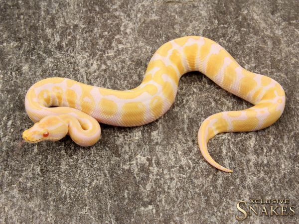 0.1 Albino 50% het Rainbow 2019