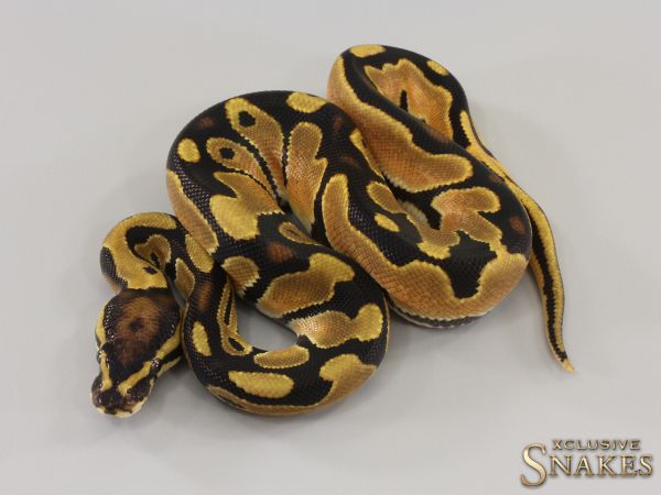 1.0 Orange Dream double het Hypo Piebald 2023