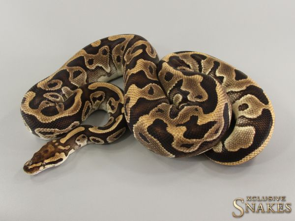 0.1 Leopard Special het Clown 2018