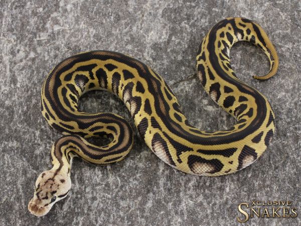 0.1 Pastel Leopard Crypton het Desert Ghost 2021