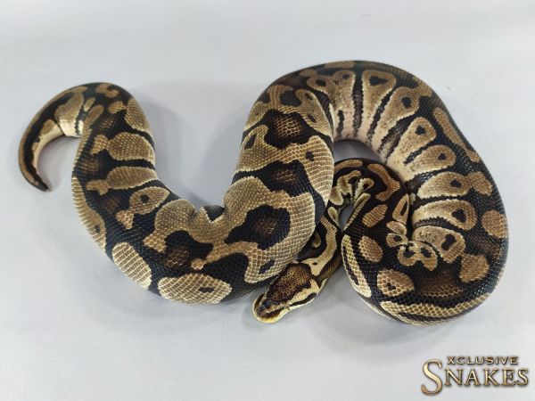 0.1 Pastel Vanilla het Clown 2015 (2700g, Follicle 13mm @01/2023)