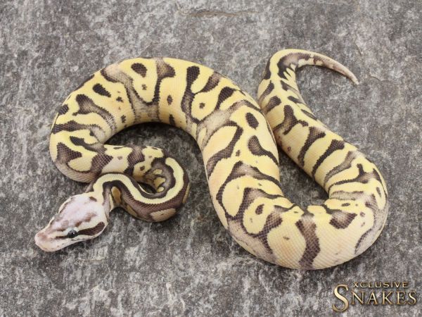 0.1 Super Pastel Fire het Desert Ghost 2021