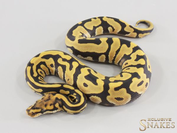 0.1 Spotnose Leopard Desert Ghost double het Hypo Clown 2026