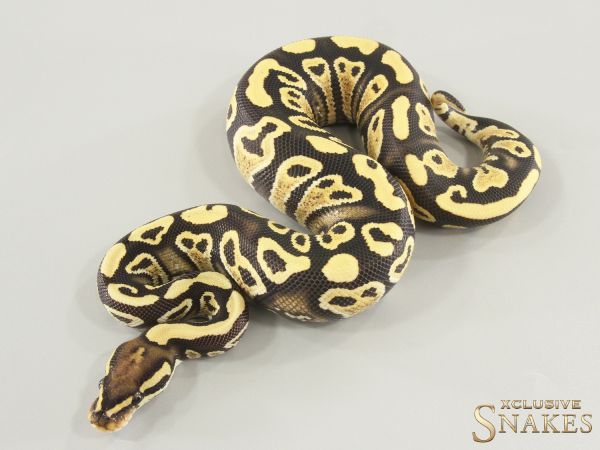 1.0 Gravel Desert Ghost double het Hypo Clown 2025