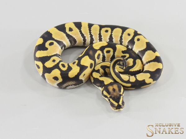 1.0 Orange Dream Desert Ghost double het Hypo Clown 2026