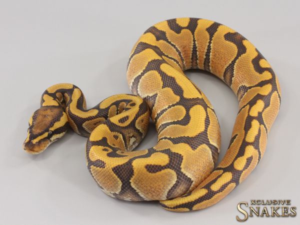 1.0 NR Mandarin Enchi Hypo 2023