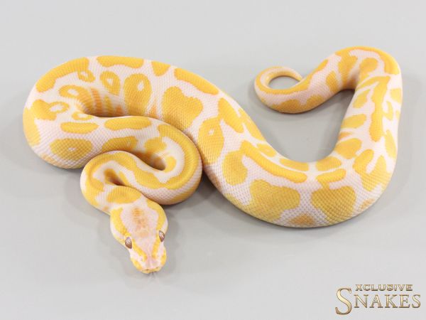1.0 (Red Stripe) Gravel Lavender double het Clown Piebald 2026